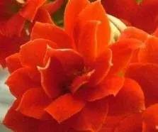Yellow Kalanchoe Flower Planting Seeds for Garden NON GMO Seeds Dhara Seeds