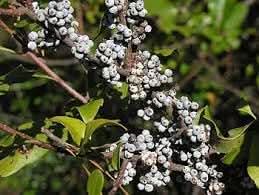 Wax Myrtle Southern Fruit Seeds, Grow Your Own Aromatic Fruit Trees