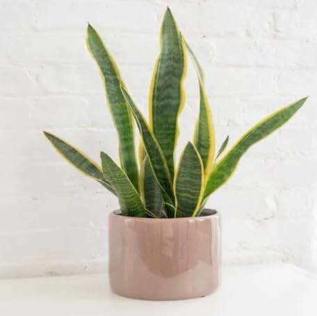 Green Sansevieria - Heirloom, Non - Gmo Seeds