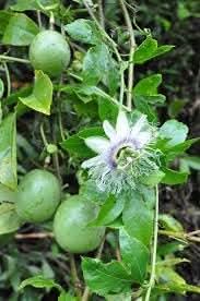 Edulis Fruit Seeds - Perfect for Cultivating Sweet Edulis Fruits in Your Yard