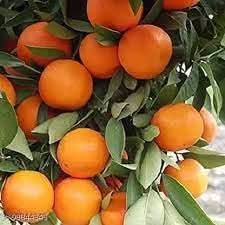 Bitter orange Citrus aurantium fruit seeds