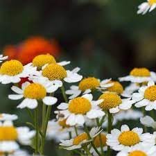 Feverfew Flower Seeds – Heirloom Non-GMO Medicinal Herb Seeds for Pollinator-Friendly Gardens