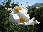 Coulteri Flower Seeds for Planting - NON GMO Seeds Dhara Seeds