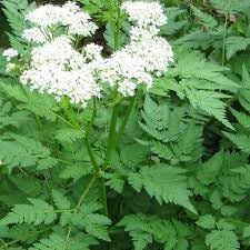 Myrrhis Odorata Flower Seeds Heirloom Non GMO Planting - 100 for planting in home garden