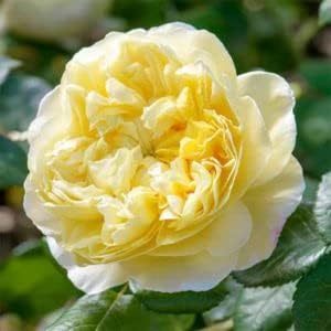 Yellow White Climbing Rose Seeds for Planting Non-GMO Heirloom Garden Seeds for Growing