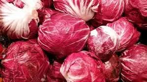 Radicchio Seeds for Planting