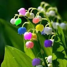Bell Orchid Flower Seeds for Garden Planting - NON GMO Seeds Dhara Seeds