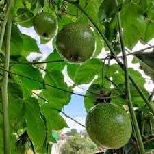 Passion fruit seeds