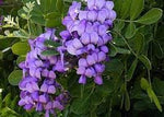 Heirloom Non-GMO Laurel Sophora Flower Seeds for Planting – Hardy Blooms for Dry and Coastal Gardens - Non-GMO for planting in home garden
