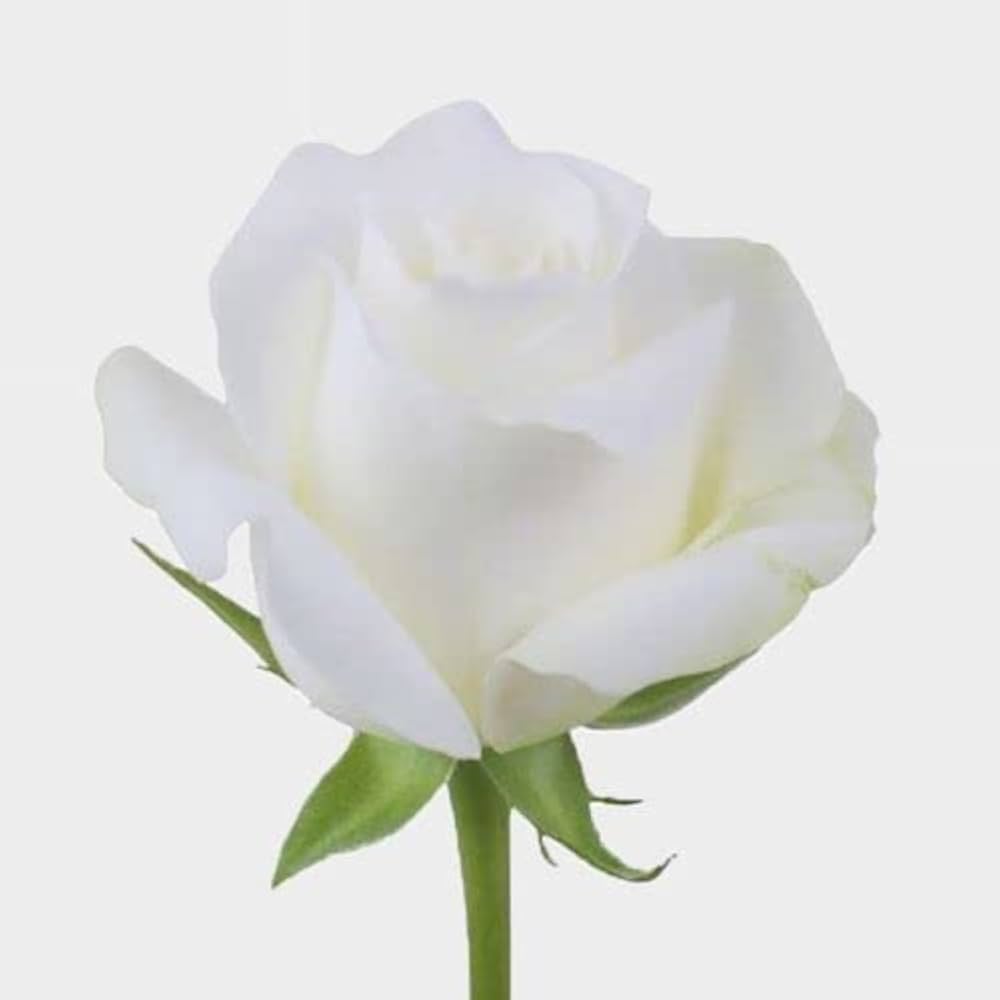 White Heart Rose Rosa hybrida white rose flower seeds for home garden use