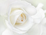 White Roses Rosa for planting in flower bed