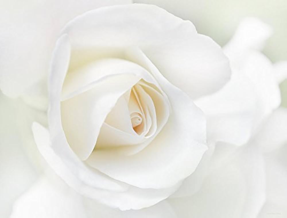 White Roses Rosa for planting in flower bed