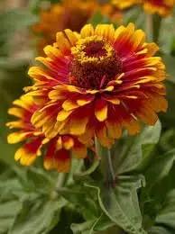 Zowie Flower Seeds for Planting - NON GMO Seeds Dhara Seeds