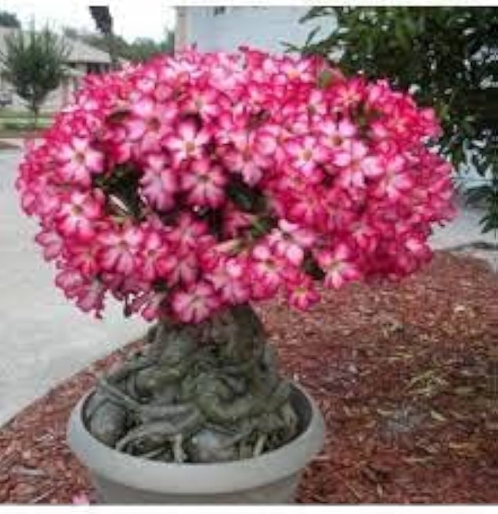 Adenium Obesum Desert Rose Adenium spp. Seeds for Planting for Flower Bed and Indoor Garden