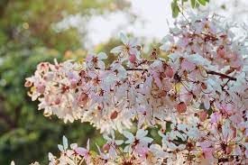 Cassia Flower Seeds for Planting, Heirloom, Non-GMO, 100 for planting in home garden