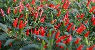 Chili Pepper Vegetable Seeds for Planting