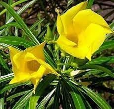Thevetia Flower Seeds for Planting, Heirloom, Non-GMO, 100 for planting in home garden