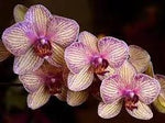 Cymbidium Orchid Seeds - Heirloom Non-GMO Planting Seeds Dhara Seeds