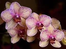Cymbidium Orchid Seeds - Heirloom Non-GMO Planting Seeds Dhara Seeds