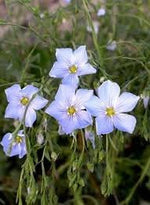 Blue Flax Flower Seeds for Planting – Organic, Heirloom, Non-GMO Wildflower Seeds for planting in your garden.