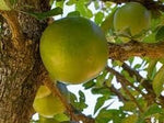Calabash Tree Heirloom Non Gmo Image