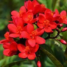 Jatropha Flower Seeds for Planting - 100 pcs