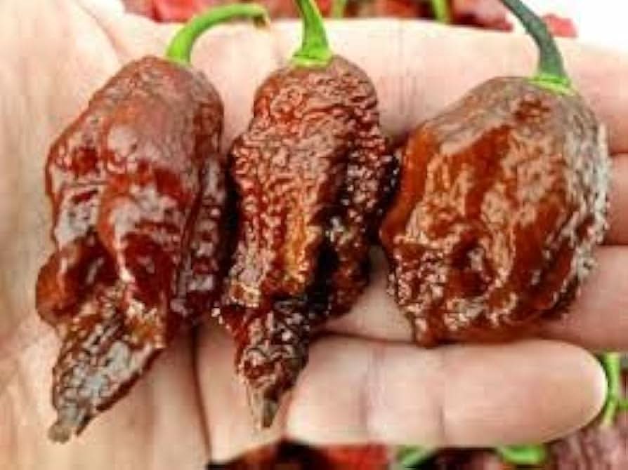 Capsicum Chinense Seeds Chocolate Bhutlah Pepper Seeds for Planting in Kitchen Garden and Containers
