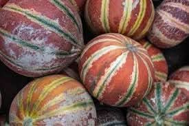 Kajari Melon Seeds for Planting