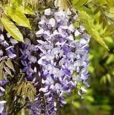 Wisteria Vine Flower Seeds for Planting - NON GMO Seeds Dhara Seeds