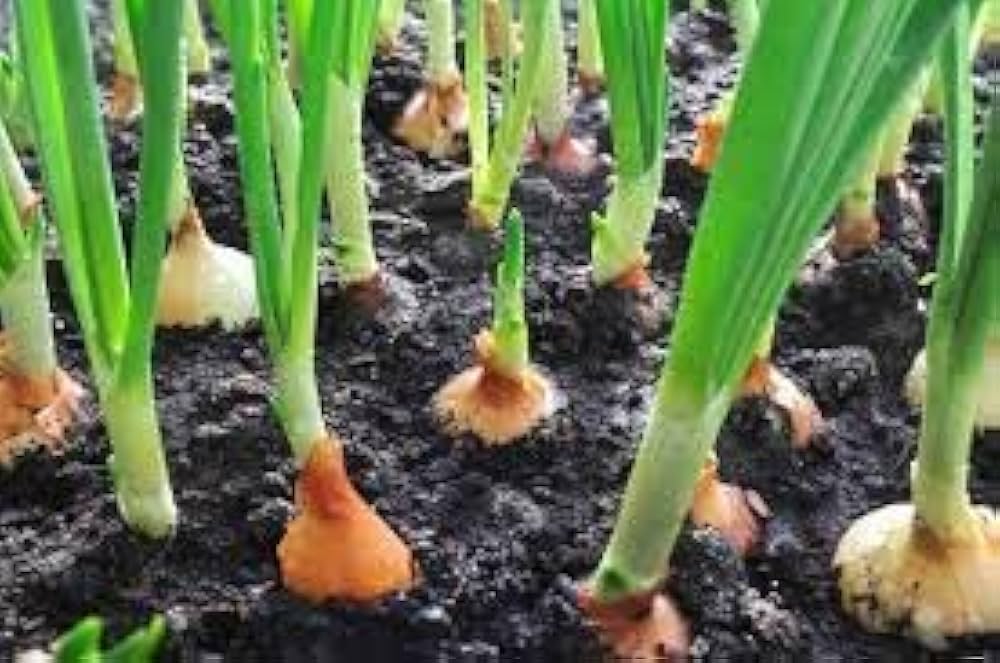 Green Mountain Multiplier Onion Seeds for Planting Vegetable Patch Home Garden