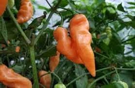 Habanada Pepper Seeds for Planting