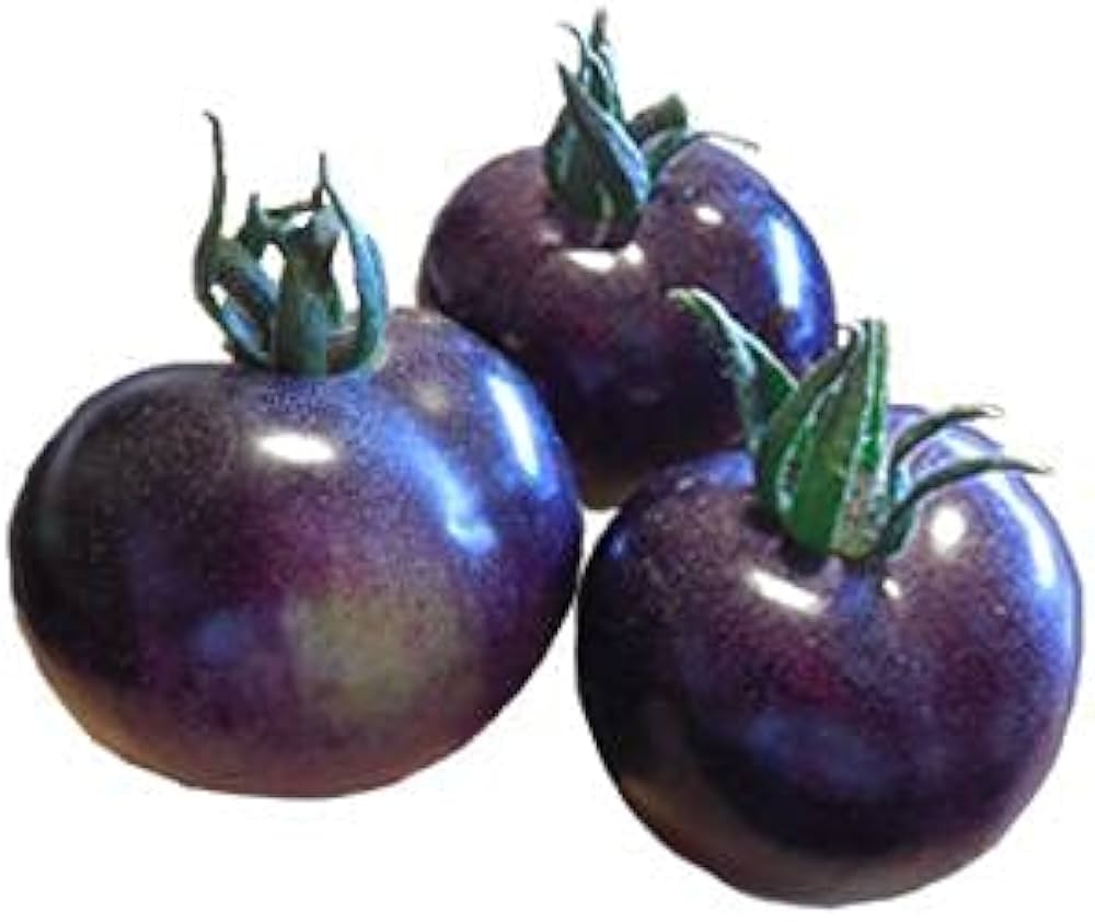 Black Cherry Tomato Seeds Solanum lycopersicum for Planting in Home Garden