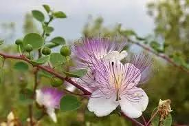 Capparis Spinosa Flower Seeds for Planting - NON GMO Seeds Dhara Seeds