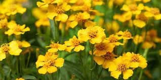 Organic Estragon Flower Seeds for Planting – Heirloom, Non-GMO