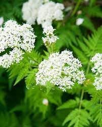 Cicely Flower Seeds for Planting 100 seeds for planting in home garden