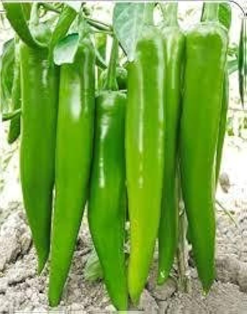 Peter Pepper Seeds (Cushy New Garden, Red Hot Chili Pepper) Seeds