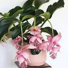 Medinilla Magnifica Flower Seeds for Planting - NON GMO Seeds for planting in home garden