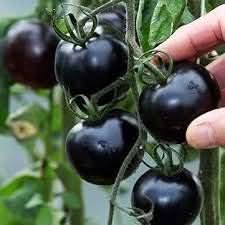 Black Tomato Solanum lycopersicum for planting in home garden