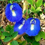 Clitoria Ternatea Flower Seeds for Planting - 100 pcs for planting in your garden.