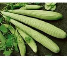 Armenian Cucumber Cucumis melo seeds for garden planting