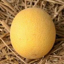 New Fresh Yellow Galia Melon Vegetable Seeds - Tropical, Sweet Melons with Vibrant Color