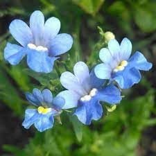 Fairy Mirror Blue Gem Flower Seeds for Planting - 100