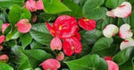 Multi-Colour Anthurium Flower Seeds for Planting - NON GMO Seeds Dhara Seeds