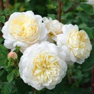 White (White scientific name) for planting in garden