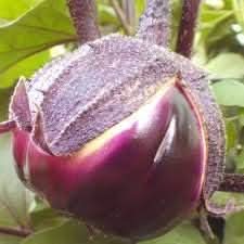 Eggplant Seeds for Planting, Purple