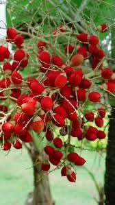 Green World Christmas Palm/Adonidia merrillii/Manila Palm Ornamental tree seeds for Planting - Heirloom Seeds