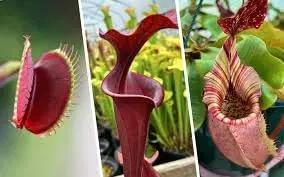 Mosquito Carnivorous Plant Seeds for Planting - NON GMO Seeds Dhara Seeds