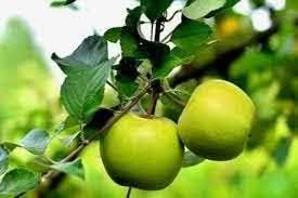 Light Green Apple Fruit Seeds for Planting - Crisp, Sweet Apples to Grow in Your Backyard