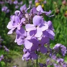 Hesperis Flower Planting Seeds for Garden NON GMO Seeds Dhara Seeds