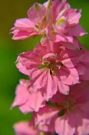 Delphinium Flower Seeds for Planting - NON GMO Seeds for planting in home garden